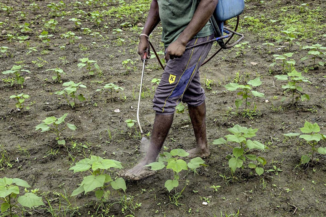 Un prodotto fitosanitario di Syngenta vietato da tempo ¬in Svizzera sta avvelenando i contadini dell’India. (Foto: Atul Loke / Panas Pictures)