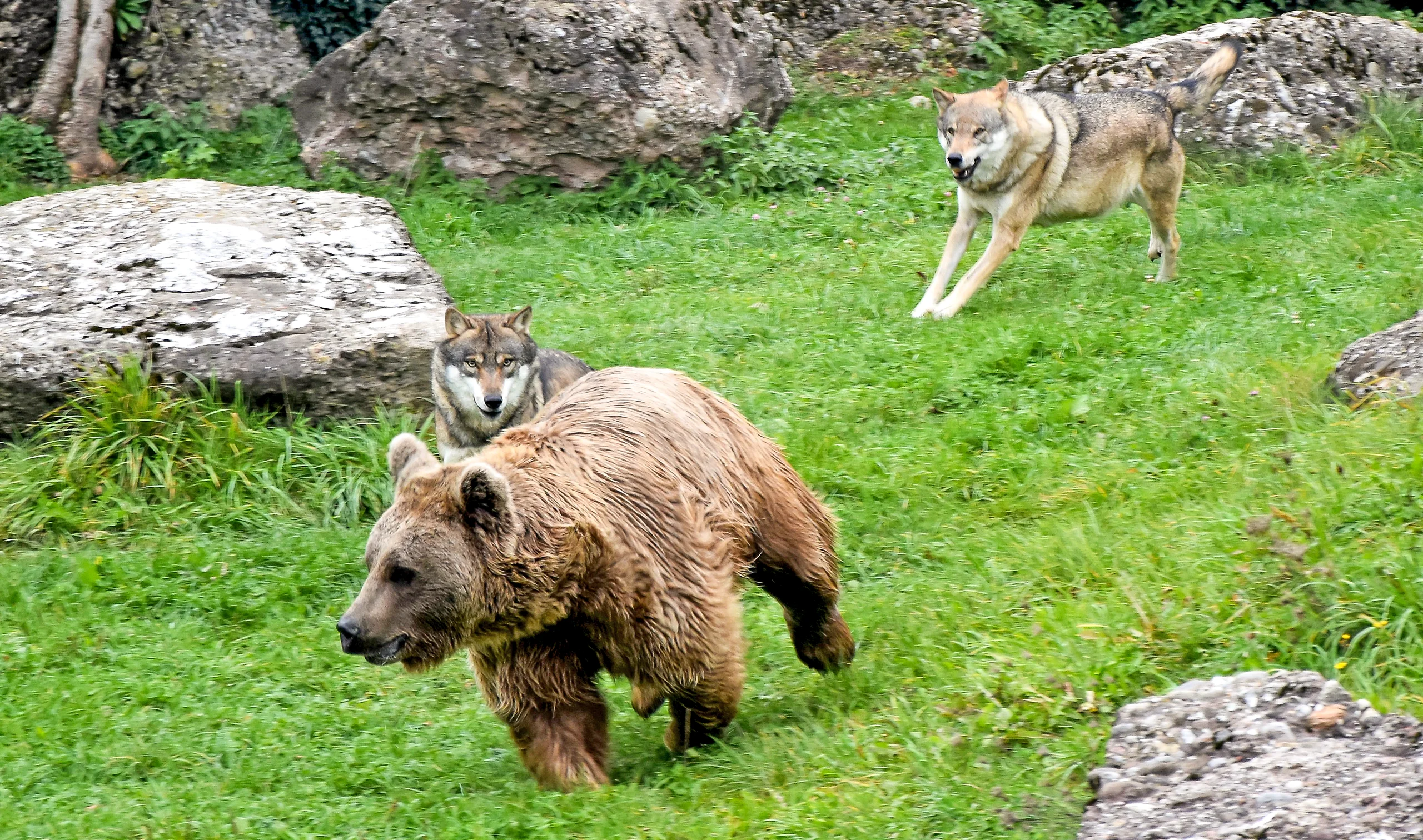 RegioPass Luzern Tierpark Goldau