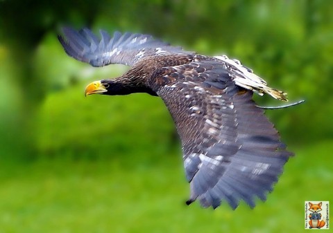 In die Welt der Greifvögel eingetaucht