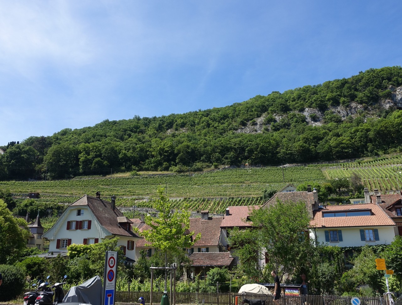 Blick-auf-Rebberge
